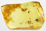 Detailed Fossil Ant-Loving Beetle (Pselaphinae) in Baltic Amber #321745-1